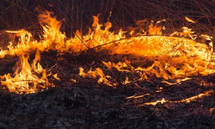 Ponovno zagorelo na Goriškem Krasu, požar se hitro širi