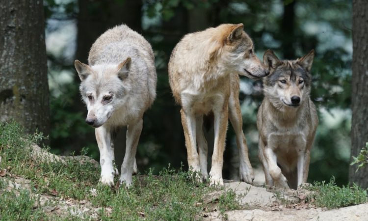 V TNP želijo spodbuditi reševanje težav z volkovi