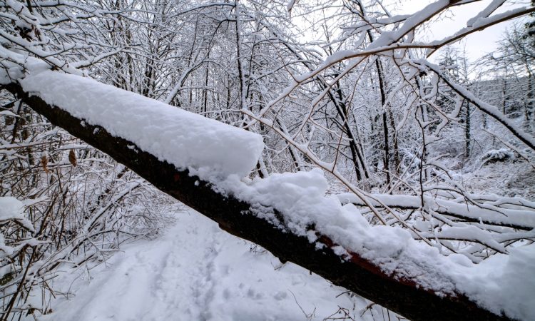 Zaradi podrtih dreves na Štajerskem več tisoč odjemalcev brez elektrike
