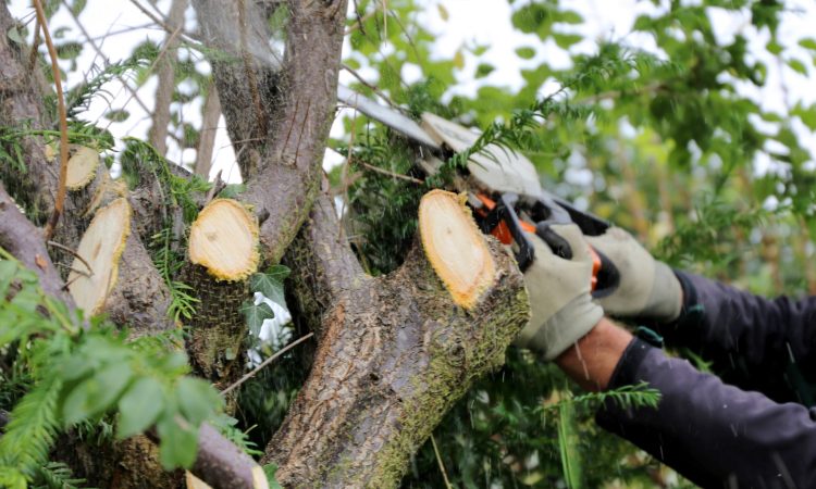 V Krajinskem parku Tivoli, Rožnik in Šišenski hrib bodo nadaljevali sečnjo