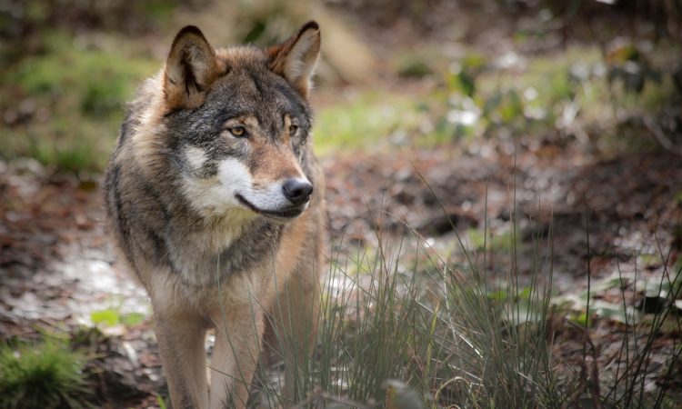 Volk na Bledu pokončal sedem ovc in jagnjet