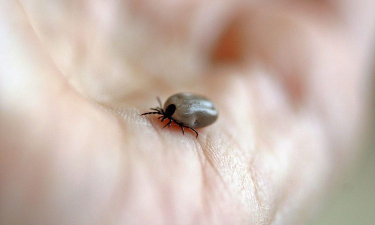 V Kranju več hospitalizacij zaradi prometnih nesreč in klopnega meningitisa