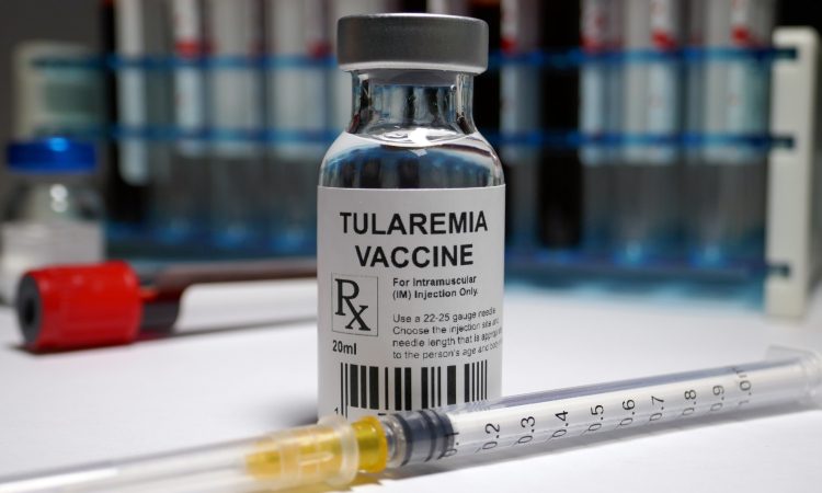Na Gorenjskem več okužb s tularemijo ali zajčjo mrzlico