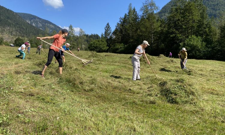 V Zgornji Radovni so se lotili košnje grbinastega travnika