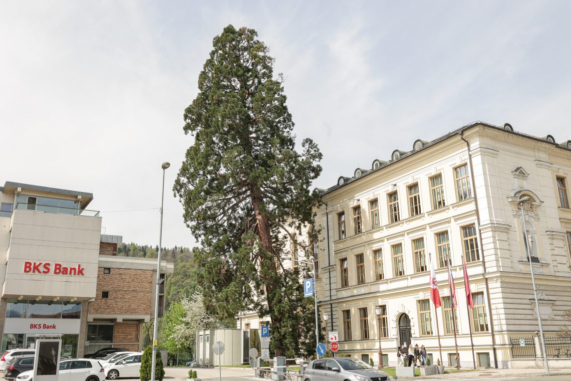33-metrsko drevo ob Gimnaziji Kranj bodo podrli