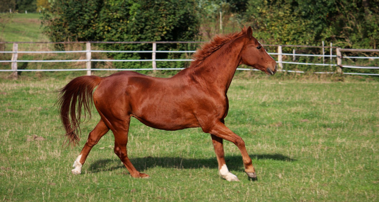 Notranjski park uvaja nadzor na konjih